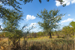 property photo for Gracyn Meadows Tract 14, 4.35 acres for sale in Okfuskee County, Oklahoma