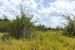 property photo for Gracyn Meadows Tract 15, 4.56 acres for sale in Okfuskee County, Oklahoma