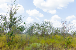 property photo for Gracyn Meadows Tract 16, 4.86 acres for sale in Okfuskee County, Oklahoma