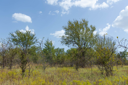 property photo for Gracyn Meadows Tract 16, 4.86 acres for sale in Okfuskee County, Oklahoma