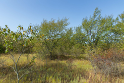 property photo for Gracyn Meadows Tract 16, 4.86 acres for sale in Okfuskee County, Oklahoma