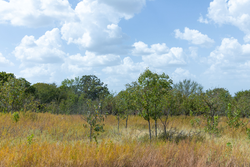 property photo for Gracyn Meadows Tract 18, 5.36 acres for sale in Okfuskee County, Oklahoma