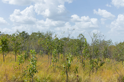 property photo for Gracyn Meadows Tract 18, 5.36 acres for sale in Okfuskee County, Oklahoma