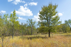 property photo for Gracyn Meadows Tract 18, 5.36 acres for sale in Okfuskee County, Oklahoma