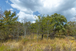 property photo for Gracyn Meadows Tract 19, 7.02 acres for sale in Okfuskee County, Oklahoma