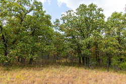property photo for Gracyn Meadows Tract 19, 7.02 acres for sale in Okfuskee County, Oklahoma
