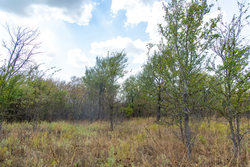 property photo for Gracyn Meadows Tract 6, 4.74 acres for sale in Okfuskee County, Oklahoma