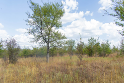 property photo for Gracyn Meadows Tract 6, 4.74 acres for sale in Okfuskee County, Oklahoma