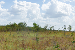 property photo for Gracyn Meadows Tract 6, 4.74 acres for sale in Okfuskee County, Oklahoma
