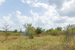 property photo for Gracyn Meadows Tract 6, 4.74 acres for sale in Okfuskee County, Oklahoma