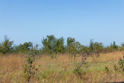 property photo for Gracyn Meadows Tract 8, 5.05 acres for sale in Okfuskee County, Oklahoma