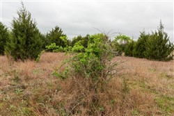property photo for Moonrise Meadows Tract 1, 6.43 acres for sale in Okfuskee County, Oklahoma