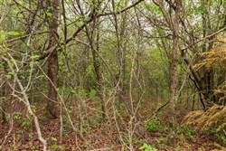 property photo for Moonrise Meadows Tract 11, 9.26 acres for sale in Okfuskee County, Oklahoma