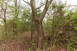 property photo for Moonrise Meadows Tract 11, 9.26 acres for sale in Okfuskee County, Oklahoma