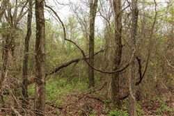 property photo for Moonrise Meadows Tract 11, 9.26 acres for sale in Okfuskee County, Oklahoma