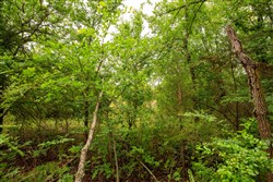 property photo for Moonrise Meadows Tract 11, 9.26 acres for sale in Okfuskee County, Oklahoma