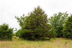 property photo for Moonrise Meadows Tract 4, 7.13 acres for sale in Okfuskee County, Oklahoma