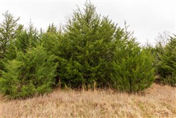 property photo for Moonrise Meadows Tract 4, 7.13 acres for sale in Okfuskee County, Oklahoma