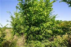 property photo for Prairie Grove Tract 25, 7.37 acres for sale in Okfuskee County, Oklahoma