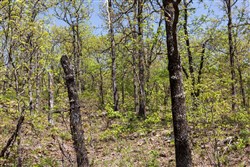 property photo for Allies Acres Tract 2, 5.05 acres for sale in Pittsburg County, Oklahoma