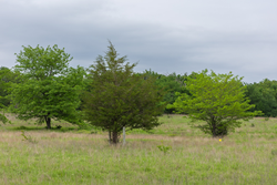 property photo for Harmony Hills Tract 11, 6.02 acres for sale in Pittsburg County, Oklahoma