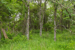 property photo for Harmony Hills Tract 11, 6.02 acres for sale in Pittsburg County, Oklahoma