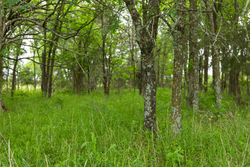 property photo for Harmony Hills Tract 11, 6.02 acres for sale in Pittsburg County, Oklahoma
