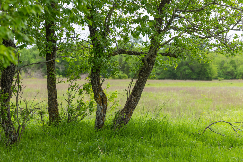 6.35 acre rural land tract for sale at Harmony Hills Tract 29 in Pittsburg County, Oklahoma