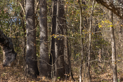 property photo for Harmony Hills Tract 39, 8.26 acres for sale in Pittsburg County, Oklahoma