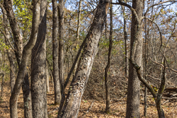 property photo for Harmony Hills Tract 41, 5.7 acres for sale in Pittsburg County, Oklahoma