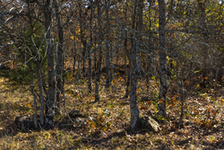 property photo for Harmony Hills Tract 47, 5.2 acres for sale in Pittsburg County, Oklahoma