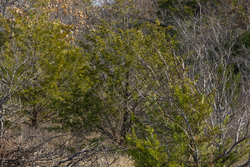 property photo for Harmony Hills Tract 49, 7.95 acres for sale in Pittsburg County, Oklahoma