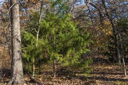 property photo for Harmony Hills Tract 50, 5.1 acres for sale in Pittsburg County, Oklahoma