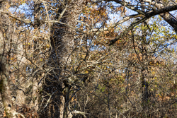 property photo for Harmony Hills Tract 50, 5.1 acres for sale in Pittsburg County, Oklahoma