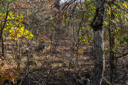 property photo for Harmony Hills Tract 50, 5.1 acres for sale in Pittsburg County, Oklahoma