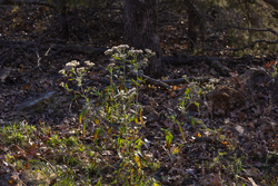 property photo for Harmony Hills Tract 52, 4.89 acres for sale in Pittsburg County, Oklahoma