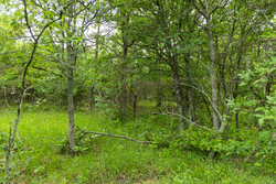 property photo for Harmony Hills Tract 8, 5.27 acres for sale in Pittsburg County, Oklahoma
