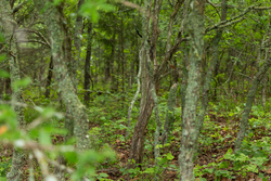 property photo for Harmony Hills Tract 8, 5.27 acres for sale in Pittsburg County, Oklahoma
