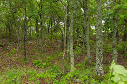 property photo for Harmony Hills Tract 8, 5.27 acres for sale in Pittsburg County, Oklahoma