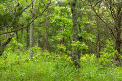 property photo for Harmony Hills Tract 8, 5.27 acres for sale in Pittsburg County, Oklahoma