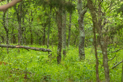 property photo for Harmony Hills Tract 8, 5.27 acres for sale in Pittsburg County, Oklahoma