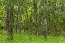 property photo for Harmony Hills Tract 9, 4.78 acres for sale in Pittsburg County, Oklahoma