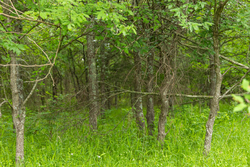 property photo for Harmony Hills Tract 9, 4.78 acres for sale in Pittsburg County, Oklahoma