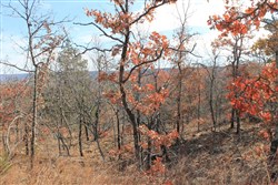 property photo for Indian Ridge Phase I Tract 5, 15.65 acres for sale in Pittsburg County, Oklahoma