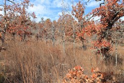 property photo for Indian Ridge Phase I Tract 5, 15.65 acres for sale in Pittsburg County, Oklahoma