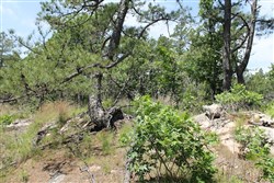 property photo for Indian Ridge Phase II Tract 30, 11.95 acres for sale in Pittsburg County, Oklahoma