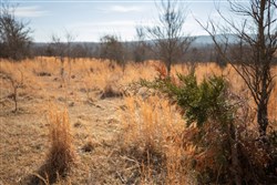 property photo for Painted Horse Tract 30, 8.21 acres for sale in Pittsburg County, Oklahoma