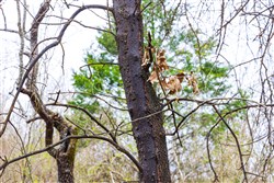 property photo for Reserves At Cattail Cove Phase I Tract 2, 5.78 acres for sale in Pittsburg County, Oklahoma