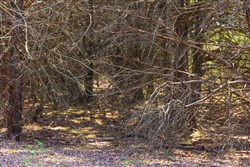 property photo for Reserves At Cattail Cove Phase I Tract 25, 2.48 acres for sale in Pittsburg County, Oklahoma