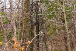 property photo for Reserves At Cattail Cove Phase I Tract 4, 5.39 acres for sale in Pittsburg County, Oklahoma